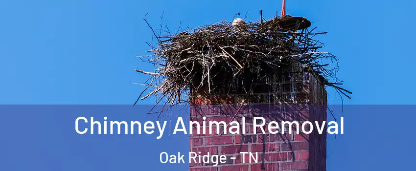 Chimney Animal Removal Oak Ridge - TN