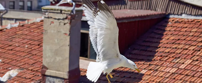 Residential Chimney Animal Removal Solution in Oak Ridge, TN