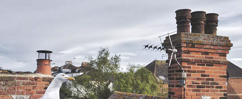 Chimney Cleaning And Restoration in Oak Ridge, Tennessee